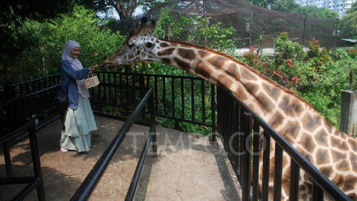 7 Kebun Binatang di Bandung dan juga Jabodetabek yang dimaksud Selalu Ramai pada waktu Libur Akhir Tahun