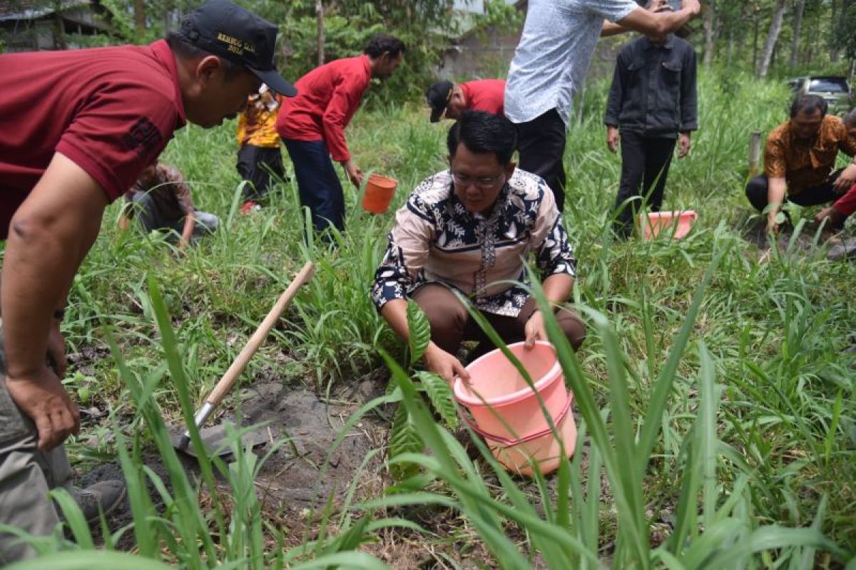 Pemkab Sleman tanam 50 ribu bibit kopi pada pada lereng Merapi