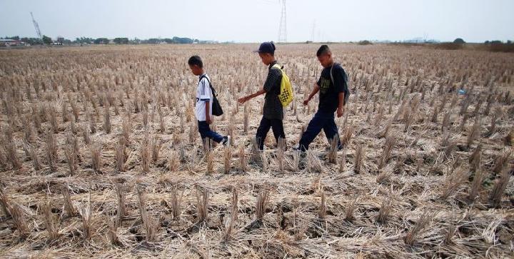 El Nino Berisiko Bikin Petani Gagal Panen akibat Lahan Kering